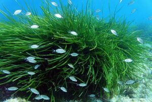 Seagrass-Poseidonia forest